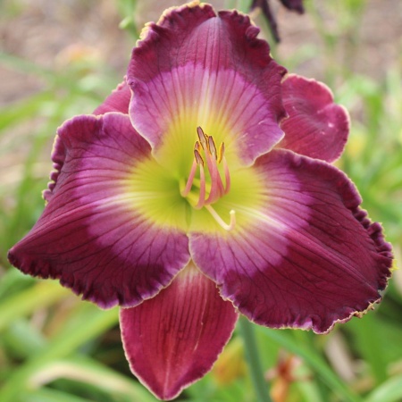 Daylily Hybrid  Light Dawns in the Darkness