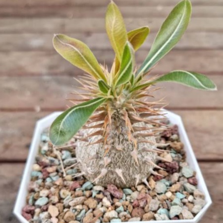 Pachypodium densiflorum hybrid – 5–6 Years Old (Seed Grown, Multi-Branching)