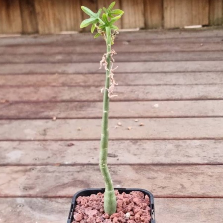 Adenia venenata