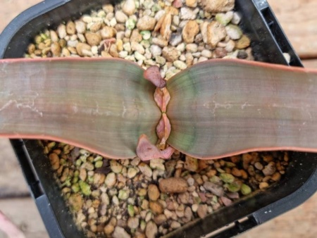 Welwitschia mirabilis