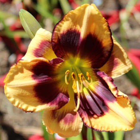 Daylily Hybrid Crimson Dragon x Floating Lotus "b"