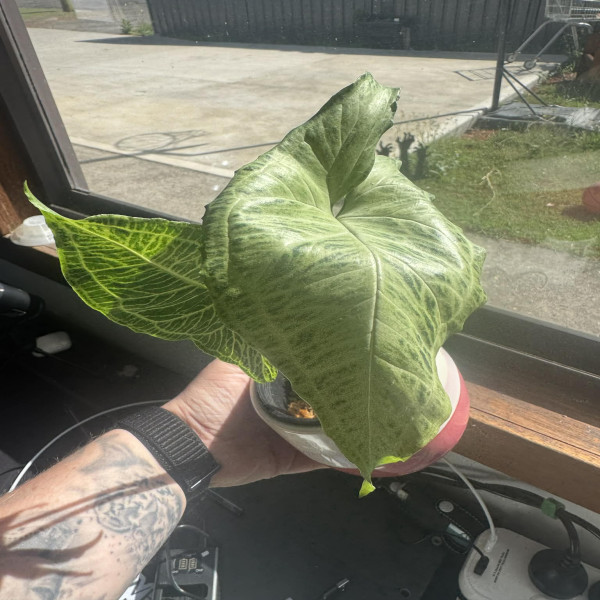 Syngonium Batik Ready to Climb & Grow