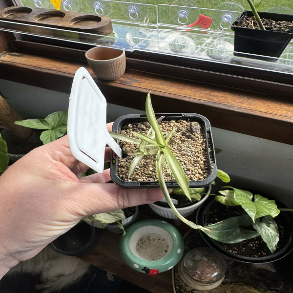 Spider Plant Cute Baby Plant