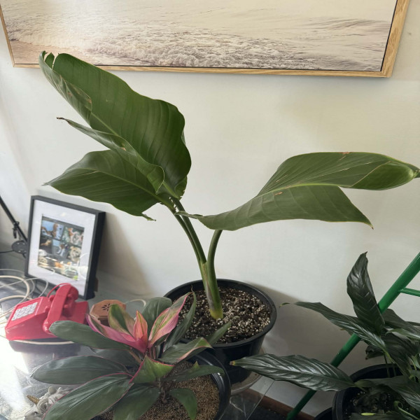 Bird of Paradise Healthy & Fast Growing