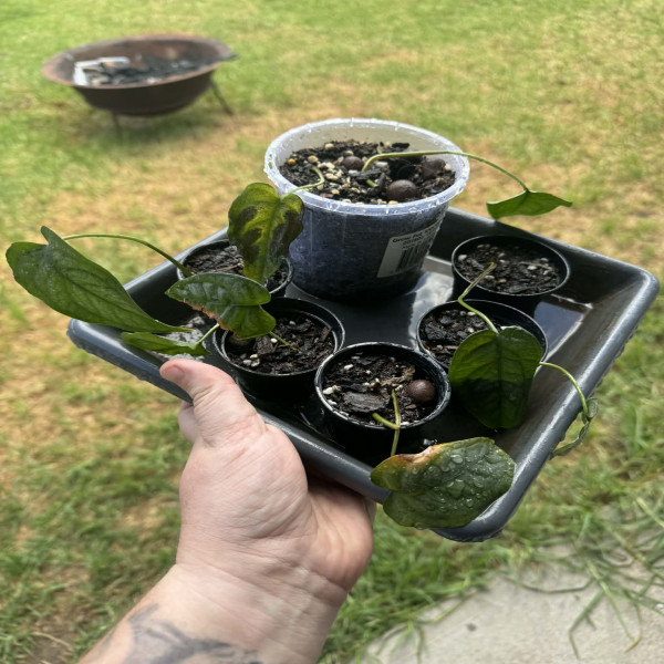 Monstera Siltepecana  Mini Small & Established Pots Available