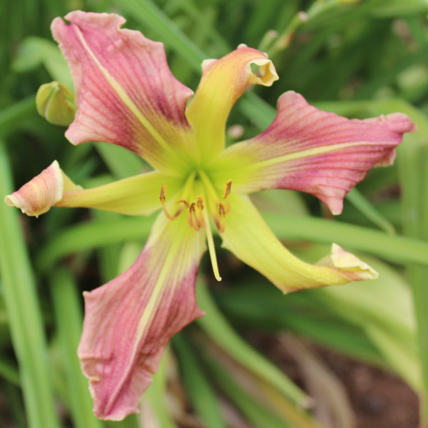 Daylily Hybrid  