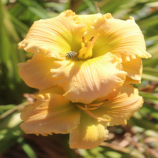 Daylily Hybrid  