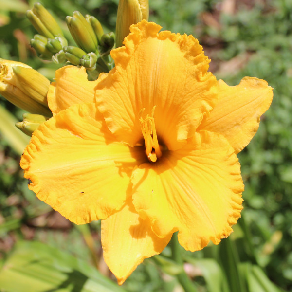Daylily Hybrid  