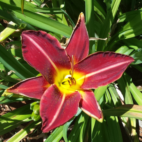 Daylily Hybrid  
