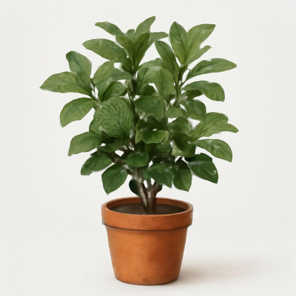 Ocimum basilicum Fermo/Farmorole