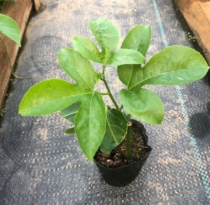 Passion Fruit Tree Seedling