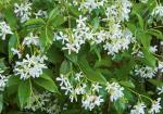Trachelospermum jasminoides