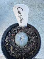 Lophophora williamsii var. caespitosa