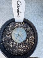 Lophophora williamsii var. cardona
