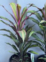 Cordyline fruticosa
