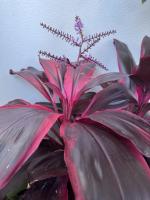 Cordyline fruticosa rubra