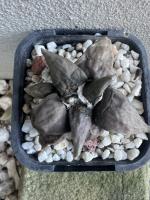 Ariocarpus retusus