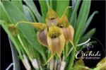 Masdevallia velifera