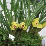 Cymbidium goeringii