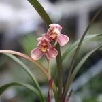 Cymbidium mericlone