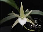 Angraecum elephantinum
