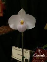 Paphiopedilum delenatii