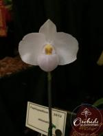 Paph delenatii album