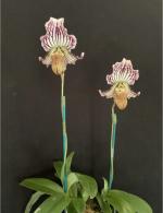 Paph farrieanum