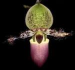 Paph glaucophyllum