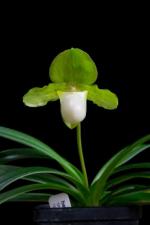 Paph henryanum x sib
