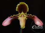 Paph hirsutissimum