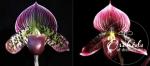 Paph spp