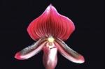 Paph spp.