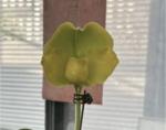 Paph spp.