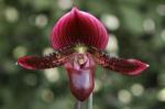 Paph spp.