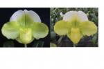 Paph spp.