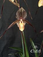 Paph spp.
