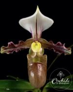 Paph tranlienianum