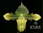 Paph venustum var measurianum