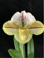 Paph spp.