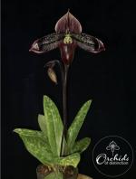 Paphiopedilum spp.