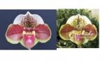 Paphiopedilum spp.