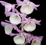 Dendrobium primulinum