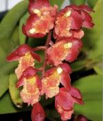 Howeara spp.