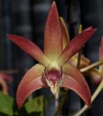 Dendrobium sp.