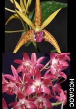 Dendrobium spp.