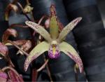 Dendrobium spp.