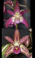 Dendrobium spp.