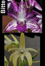 Dendrobium spp.