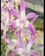 Dendrobium spp.